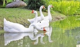 抖音网红大鹅 今日吃瓜爆料,今日吃瓜爆料，揭秘娱乐圈幕后真相